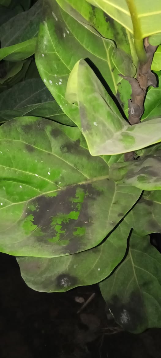 السلام عليكم عايز مبيد للاصابه دي